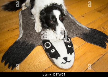 Ein Border-Collie Hund auf einem Dachs-Teppich. Stockfoto
