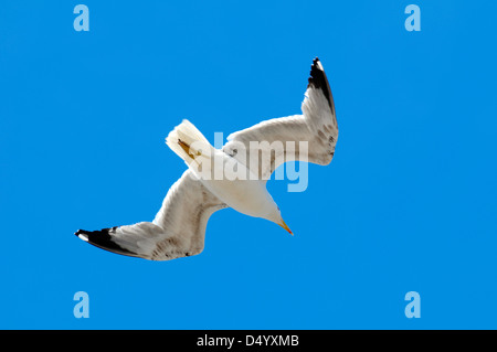 Möwe Stockfoto