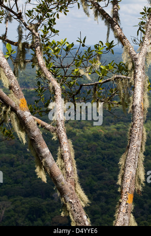 Flechten und Moose wachsen auf Ästen, 300m. oder 950 ft auf dem Gipfel des Turtle Mountain. Iwokrama Wald unten. Guyana. Süd-Amerika. Stockfoto