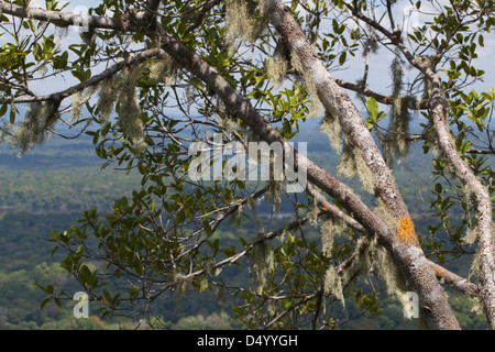 Flechten und Moose wachsen auf Ästen, 300m. oder 950 ft auf dem Gipfel des Turtle Mountain. Iwokrama Wald unten. GUYANA. SÜDAMERIKA. Stockfoto