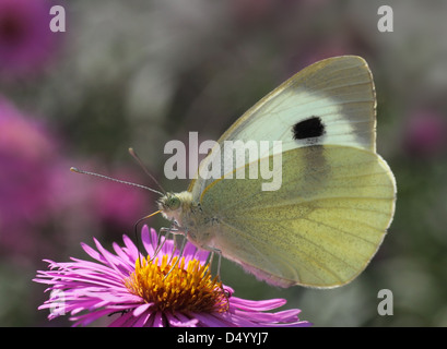 weißer Kohl Schmetterling auf Chrysantheme Stockfoto