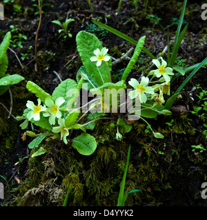 Wilde Blumen im englischen Hecke Stockfoto