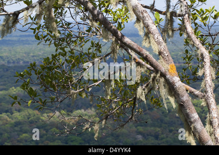 Flechten und Moose wachsen auf Ästen, 300m. oder 950 ft auf dem Gipfel des Turtle Mountain. Iwokrama Wald unten. GUYANA. SÜDAMERIKA. Stockfoto