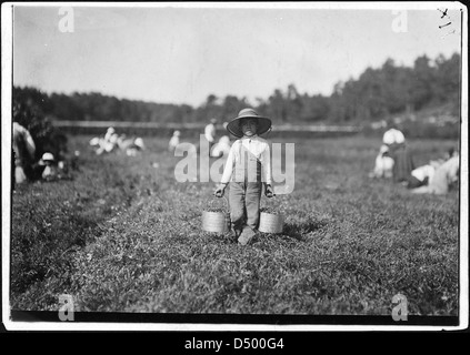 Belford Coldos, 8 Jahre alt, Kommissionierung auf Wochen Moor. Falmouth, Mass, September 1911 Stockfoto
