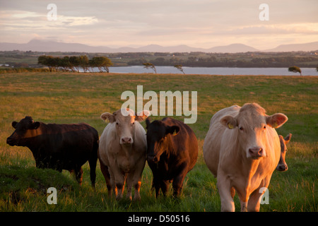 Abend-Rinder neben der River Moy, County Sligo, Irland. Stockfoto