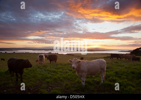 Abend-Rinder weiden neben der River Moy, County Sligo, Irland. Stockfoto