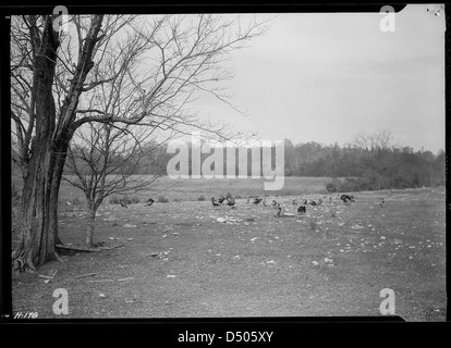 Eine Herde bronzener Puten wird auf Ackerland gezeigt, das die Tennessee Valley Authority (TVA) im November 1933 kaufte. Das Land wurde als Demonstrationsfarmen genutzt, um landwirtschaftliche Methoden zu zeigen. Stockfoto