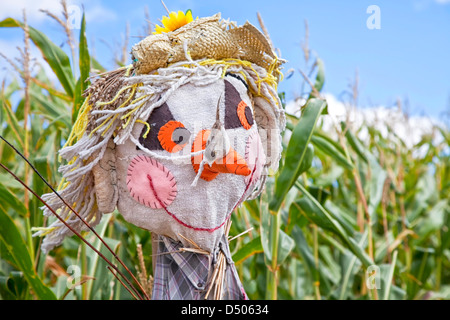 Eine Farm Vogelscheuche bewacht ein Feld von Mais. Stockfoto