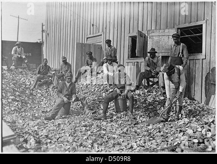 Auster Shuckers am Apalachicola, Florida Diese Arbeit wird von vielen jungen während der anstrengenden Jahreszeiten, Januar 1909 geweitermacht Stockfoto