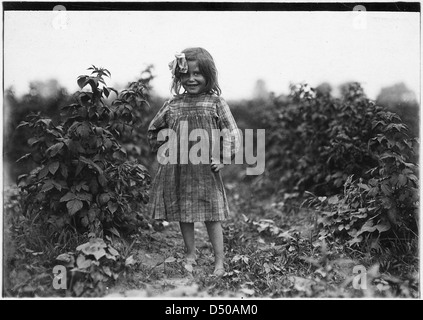 Laura Petty, ein 6-jähriger Berry Picker auf Jenkins Bauernhof. "Ich bin nur beginnin'. Zwei Boxen gestern, leckte "Juni 1909 Stockfoto