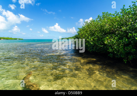 Mangrovenbäume und einen Blick auf das Karibische Meer in San Andres y Providencia, Kolumbien Stockfoto