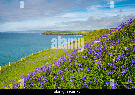 Glockenblumen wachsen an der Küste von North Cornwall von Port Quin Bay, England. Stockfoto