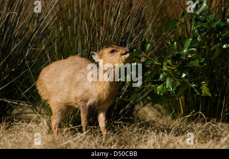 Juvenile Muntjac Rotwild (Muntiacus Reevesi) auch bekannt als Barking Deer Stockfoto