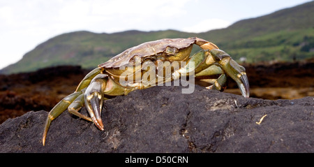 Krabbe, krabbeln über Felsen in Schottland Stockfoto