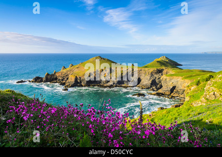 Red Campion wachsen auf auf der Pentire Landzunge mit Blick auf Bürzel Punkt in der Nähe von Polzeath, Cornwall, England. Stockfoto