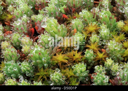 Textur von Moos, Flechten (Sphagnum Goldhahnenfuß) Stockfoto