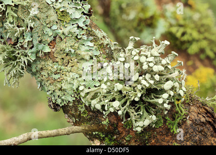 Textur von Moos, Flechten (Lichenes) Stockfoto