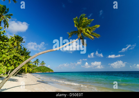 Eine Palme über eine weiße Sandstrand und das türkisblaue Karibische Meerwasser Stockfoto