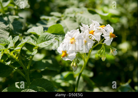 Kartoffel weiße Blumen mit Stiel Nahaufnahme Stockfoto