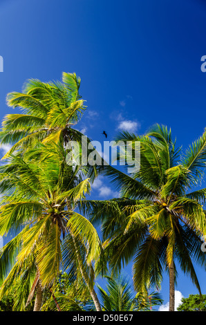 Blick auf Palmen und schönen tiefblauen Himmel Stockfoto