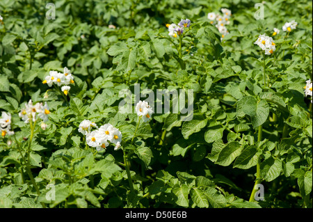 weißen Blüten der Kartoffelpflanze auf Stiel Stockfoto