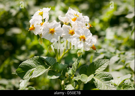 Kartoffel-Reihe von weißen Blüten am Stiel Stockfoto