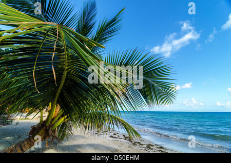 Eine kleine Palme erstreckt sich über den Strand in San Andres y Providencia, Kolumbien Stockfoto