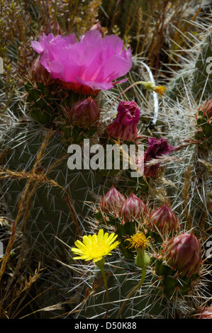 Prickly Pear Cactus Opuntia-Blüten Stockfoto