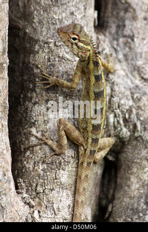 Weibliche Fan-throated Eidechse Sitana ponticeriana Stockfoto