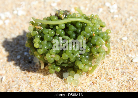 Meer Trauben Caulerpa racemosa Stockfoto