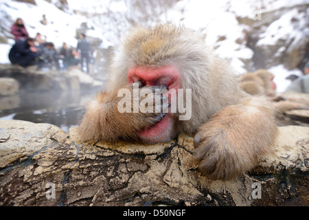 Einen japanischen Makaken, aufgrund der Papparazzi erschöpft zu reagieren. Stockfoto