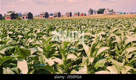 Tabakpflanzen oder Feld-Hof mit Trocknung Haus in der Nähe von London, Ontario; Kanada Stockfoto