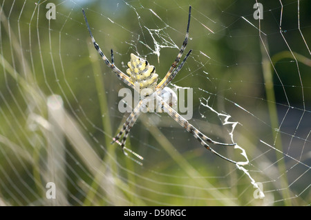 Spinne gelappt Wespenspinne (Argiope Lobata: Araneidae) mit umwickelt Beute im Netz, Namibia. Stockfoto