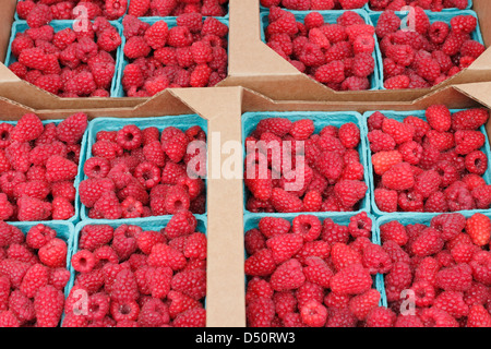 Mehrere blaue Pint Container mit roten Himbeeren gefüllt und in Kartons zum Verkauf an einen Bauernmarkt. Trays Kisten von roten Himbeeren Stockfoto