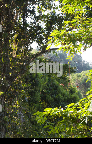 Blick durch Regenwald Baumkronen aus Iwokrama Canopy Walkway. Internationales Zentrum Iwokrama Wald. Nord-Fisch. Guyana. Stockfoto