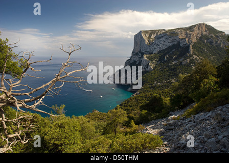 Landschaft von hohen Felsklippen Supramonte und alte Wacholder auf der Küste von Baunei, auf die Selvaggio Blu, trekking, Sardinien Stockfoto