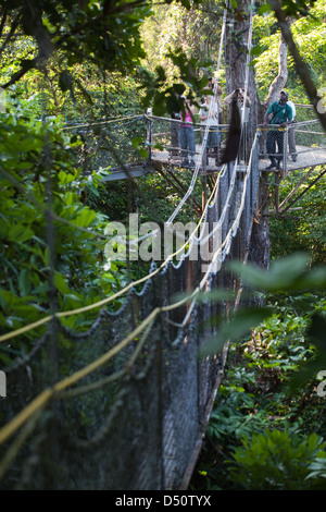 Iwokrama Wald Canopy Walkway Ökotouristen Vogelbeobachtung mit einem lokalen Führer. Plattform und verbindet geschlungen überbrücken. Guyana. Stockfoto