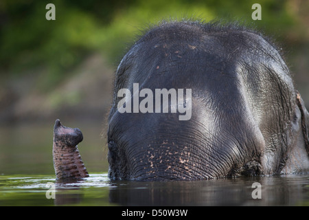 Tara ein indischer Elefant badet in einem Wasserloch, Madhya Pradesh, Indien. Stockfoto