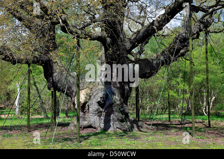 Frühling, Eiche (Quercus Robur) Sherwood Forest Besucher Park Nottinghamshire, England Stockfoto