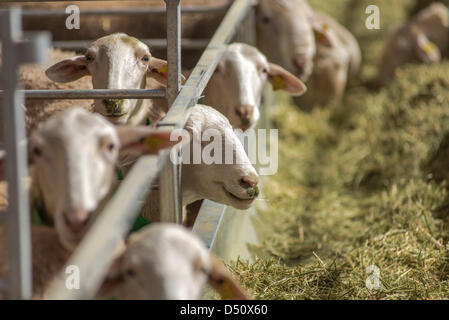 Saragossa, Spanien. 21. März 2013. Schafe zeigte auf der 11. internationalen Tier Produktion Show in Saragossa, Spanien Kredit: Francisco Javier Fernández Bordonada / Alamy Live News Stockfoto