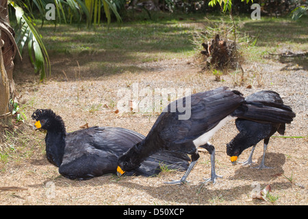 Schwarz Currasow Crax Kurfürst Familiengruppe. Stockfoto