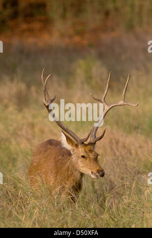 Harter Boden Barasingha (Swamp Deer), Kanha Nationalpark in Madhya Pradesh, Indien. Stockfoto