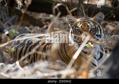 Bengal Tiger, Kanha Nationalpark in Madhya Pradesh, Indien. Stockfoto