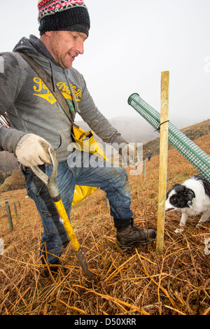 Anpflanzung von einheimischen englischen Bäumen um den Fells über Thirlmere Reservoir im Lake District, UK. Stockfoto