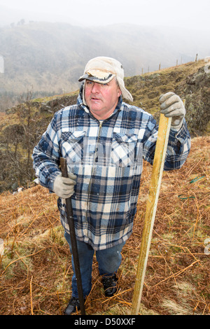 Anpflanzung von einheimischen englischen Bäumen um den Fells über Thirlmere Reservoir im Lake District, UK. Stockfoto