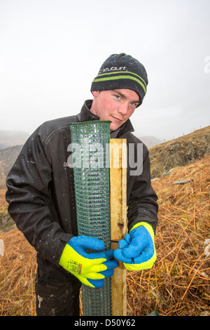 Anpflanzung von einheimischen englischen Bäumen um den Fells über Thirlmere Reservoir im Lake District, UK. Stockfoto