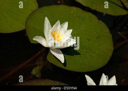 Weiße Seerose mit Blatt auf dem Wasser Stockfoto