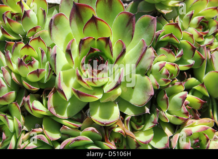 Grüne gemeinsame Hauswurz (Sempervivum Tectorum) Rosette - Detailansicht Stockfoto