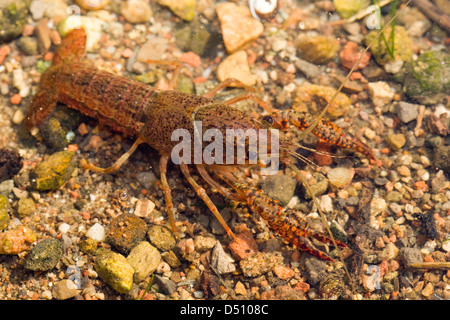 Procambarus Clarkii, Louisiana Flusskrebs Youngster im seichten Wasser oben Vorderansicht Stockfoto