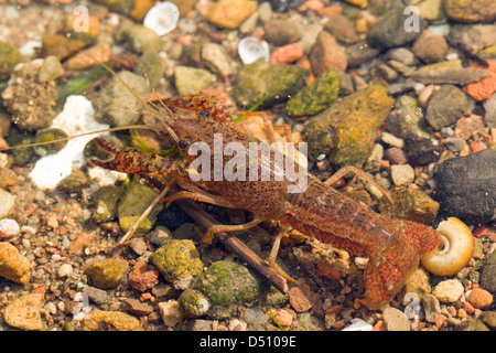 Procambarus Clarkii, Louisiana Flusskrebs Youngster im seichten Wasser hintere Draufsicht Stockfoto